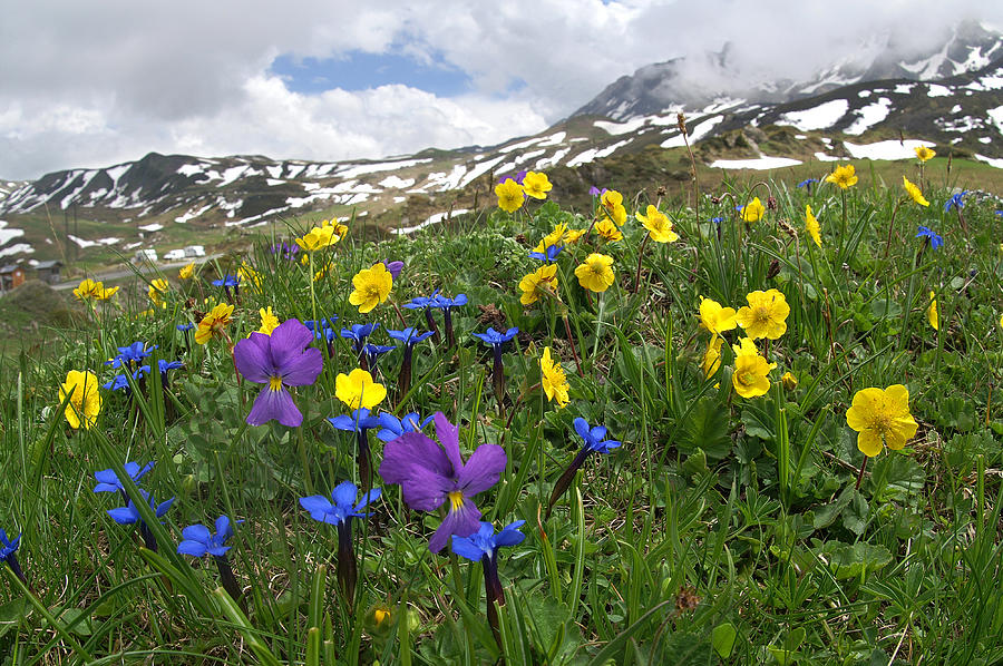 Flower Photograph - Wild Mountainflowers by Erik Tanghe