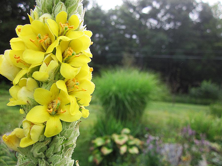 Wild Mullein Photograph by MTBobbins Photography
