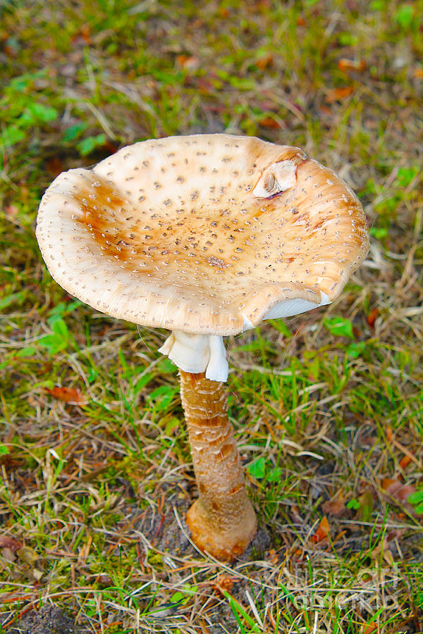 Wild Mushroom 3 Photograph by Nina Silver