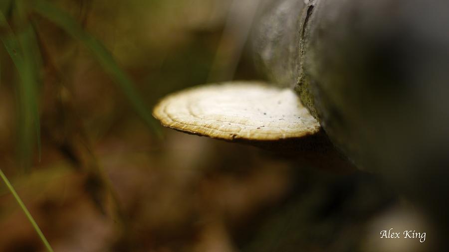 Wild Mushroom Photograph by Alex King