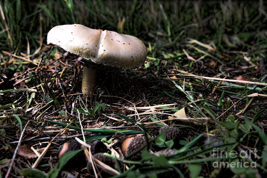 Wild Mushroom Photograph by Lawrence Burry