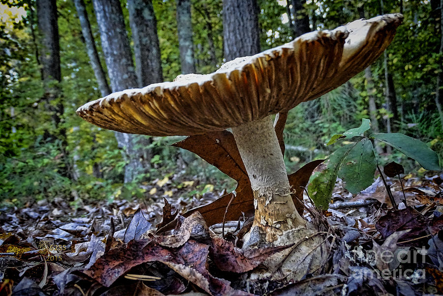 Wild Mushroom Photograph by Melissa Messick