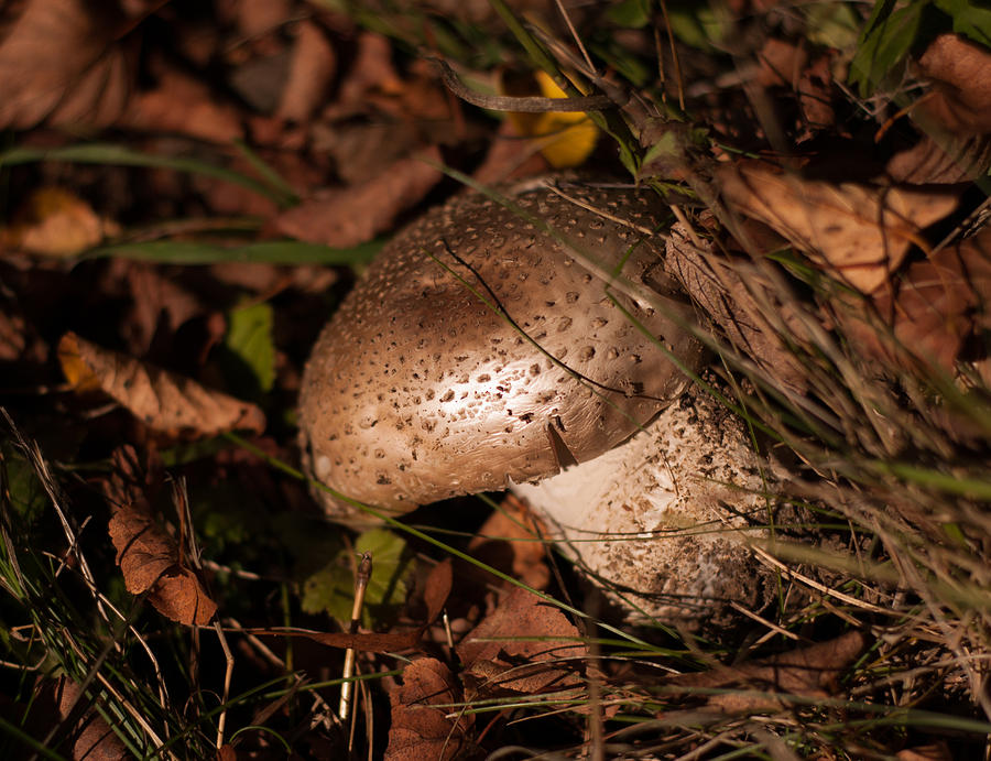 Wild Mushroom Photograph by Miguel Winterpacht