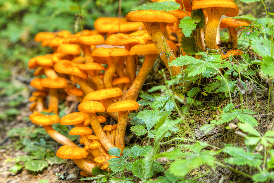 Wild mushrooms Photograph by Alexey Stiop