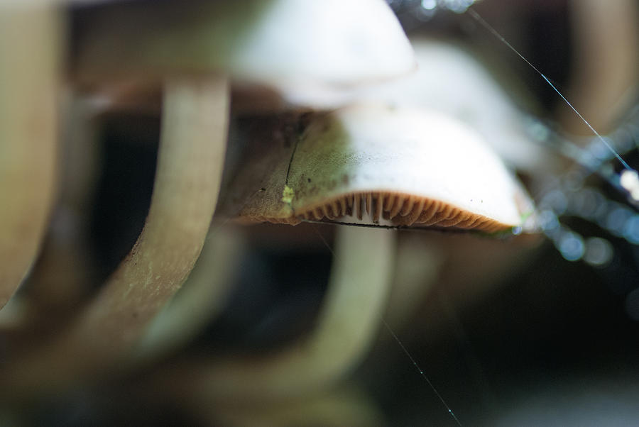 Mushroom Photograph - Wild Mushrooms by Optical Playground By MP Ray