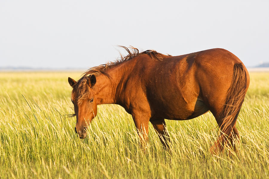 Horse Photograph - Wild Mustand on the Tidal Flats by Bob Decker