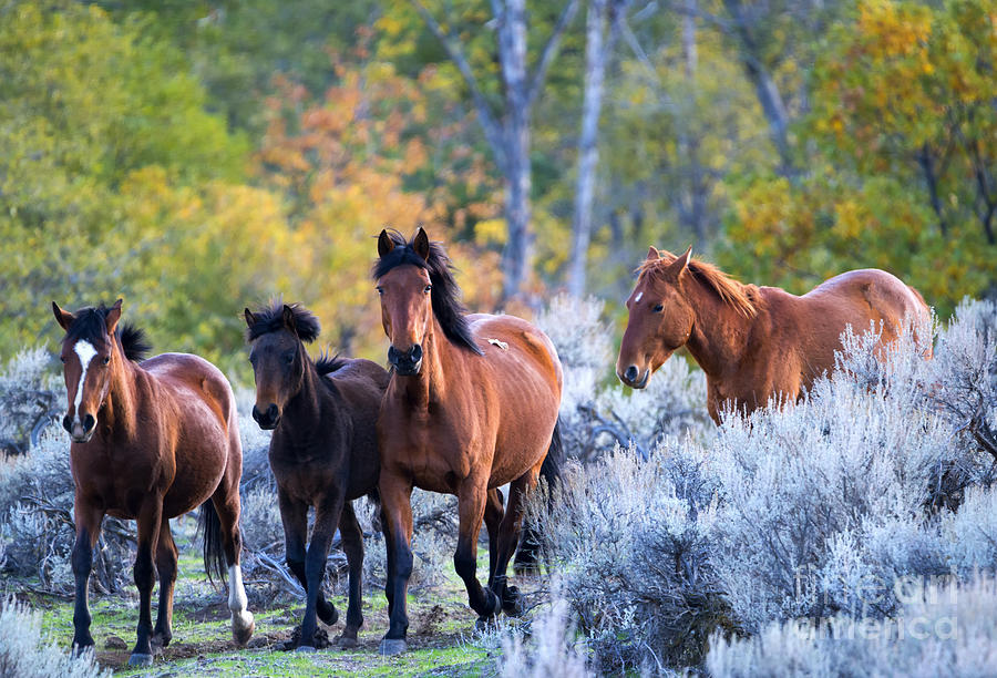 Wild Mustang Autumn Photograph by Michael Dawson