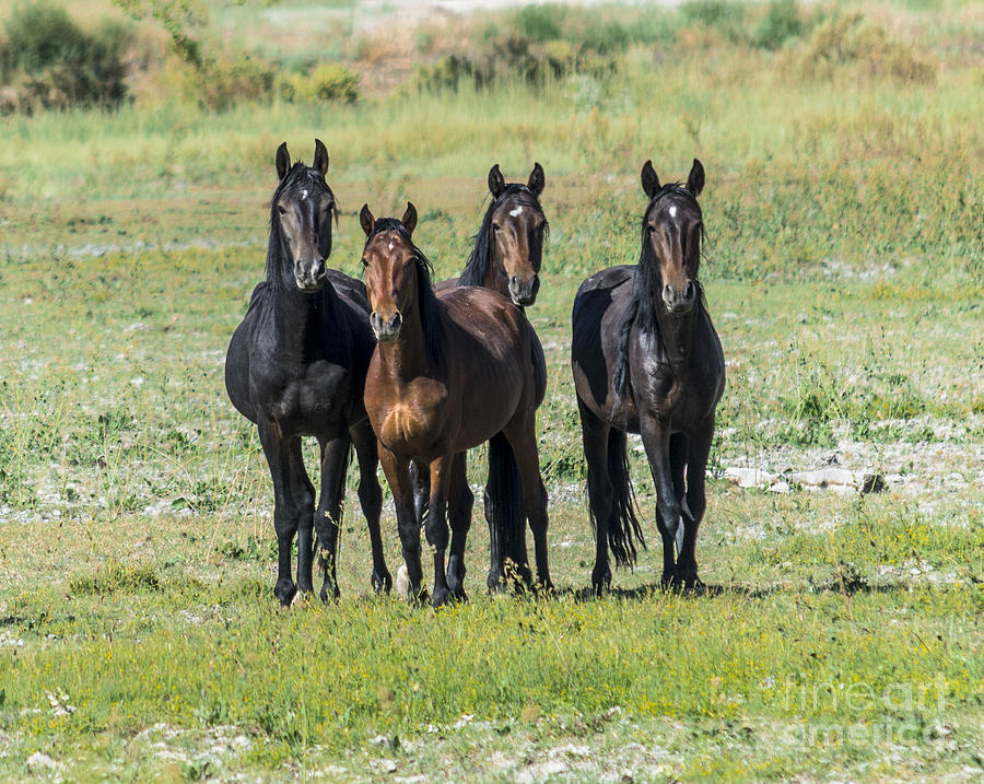 Wild Mustang Horses Photograph by L J Oakes