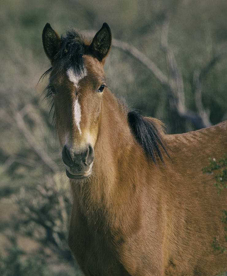 Wild Mustang Portrait Photograph by Saija Lehtonen - Fine Art America