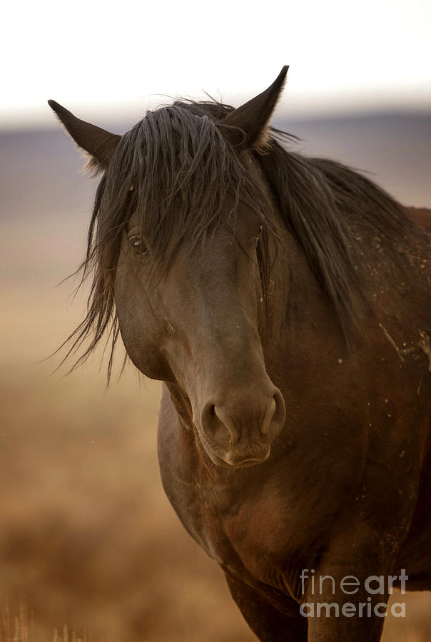 Wild Mustang Stallion Photograph by Deby Dixon