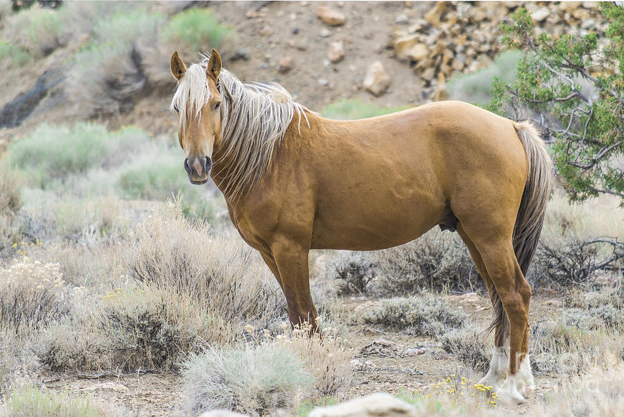 Wild Mustang Stallion Photograph by L J Oakes