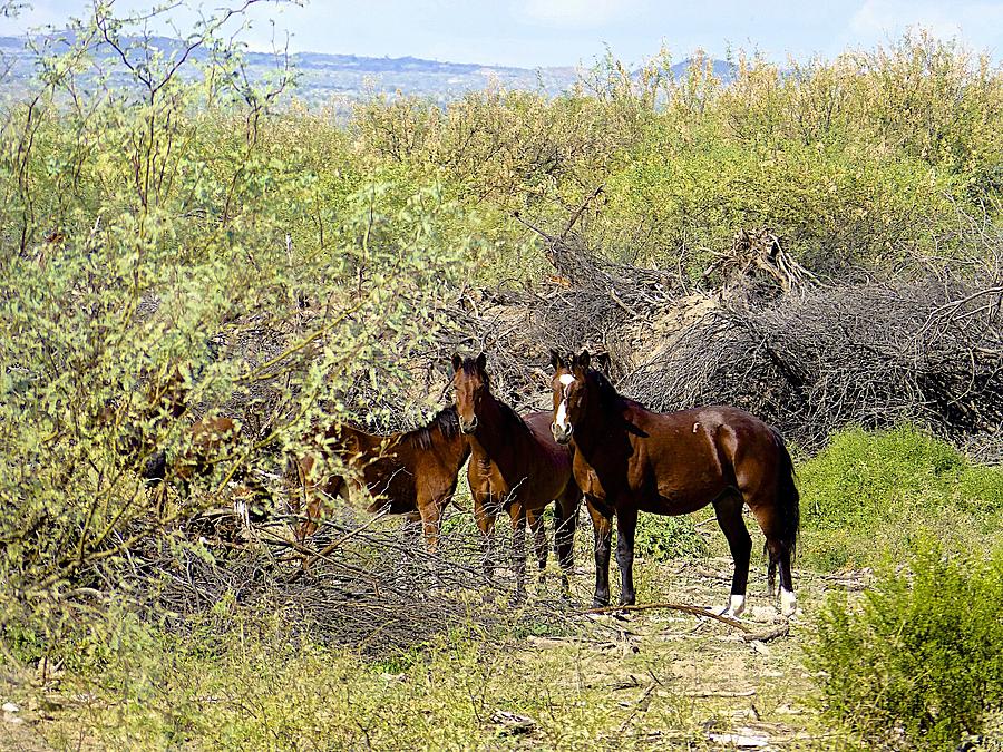Wild Mustangs Photograph by Barbara Zahno
