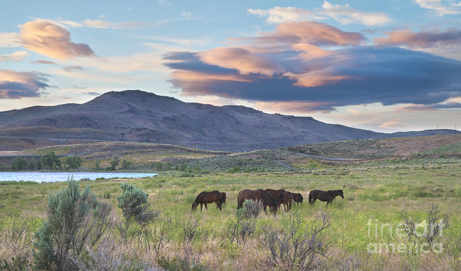 Wild Mustangs in Nevada Photograph by Dianne Phelps