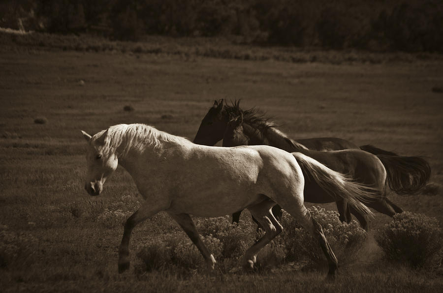 Wild Mustangs of New Mexico 10 Photograph by Catherine Sobredo
