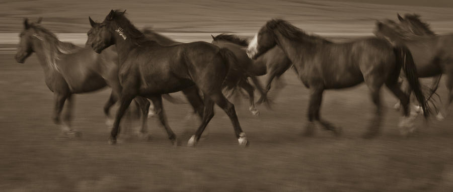 Wild Mustangs of New Mexico 17 Photograph by Catherine Sobredo
