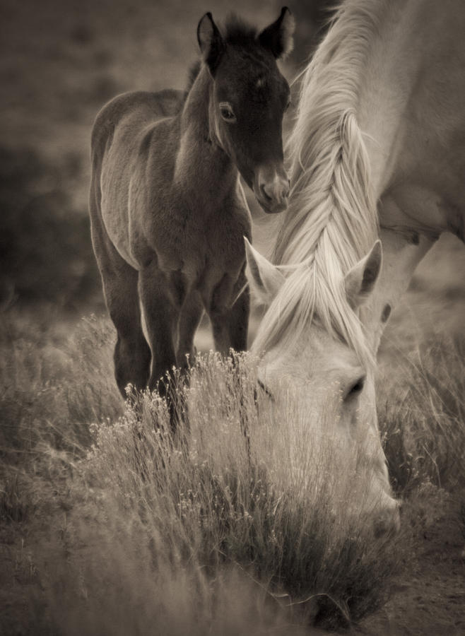 Horse Photograph - Wild Mustangs of New Mexico 19 by Catherine Sobredo