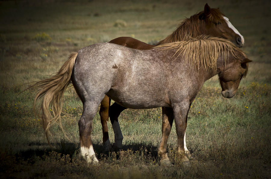 Wild Mustangs of New Mexico 2 Photograph by Catherine Sobredo