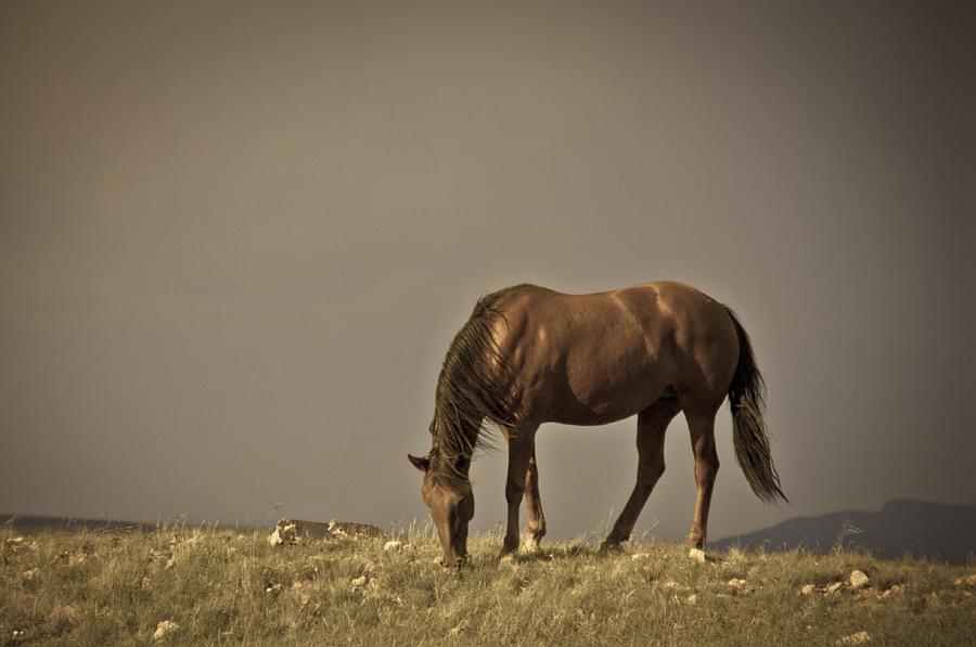 Wild Mustangs of New Mexico 20 Photograph by Catherine Sobredo