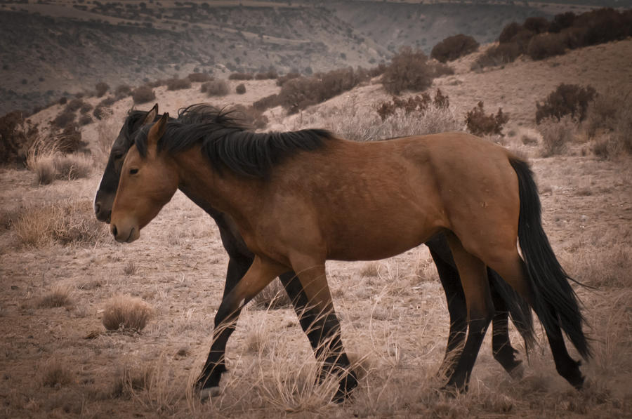 Horse Photograph - Wild Mustangs of New Mexico 23 by Catherine Sobredo