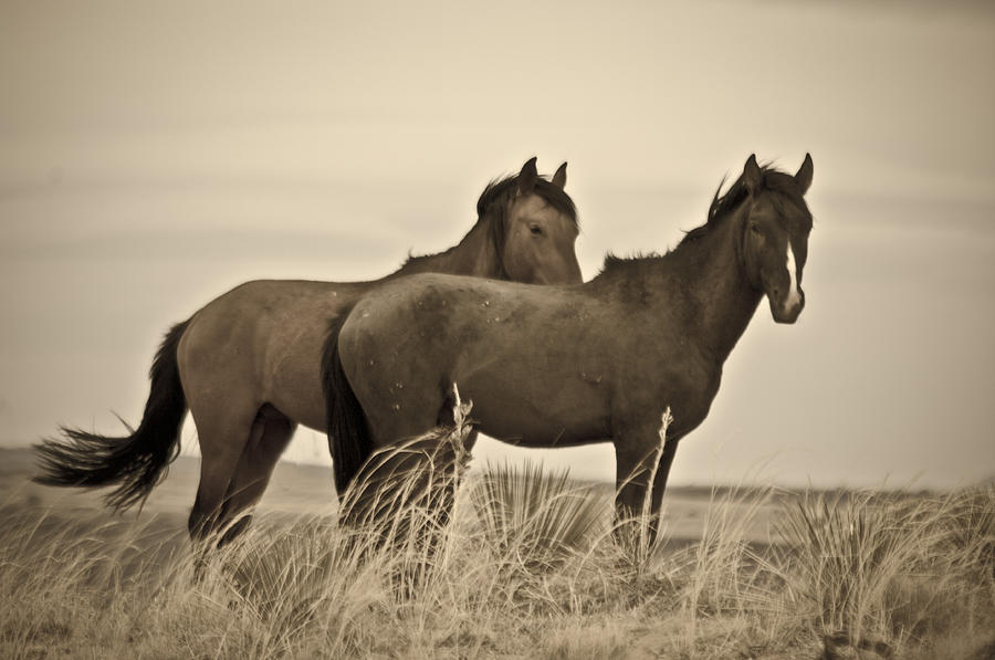 Wild Mustangs of New Mexico 3 Photograph by Catherine Sobredo