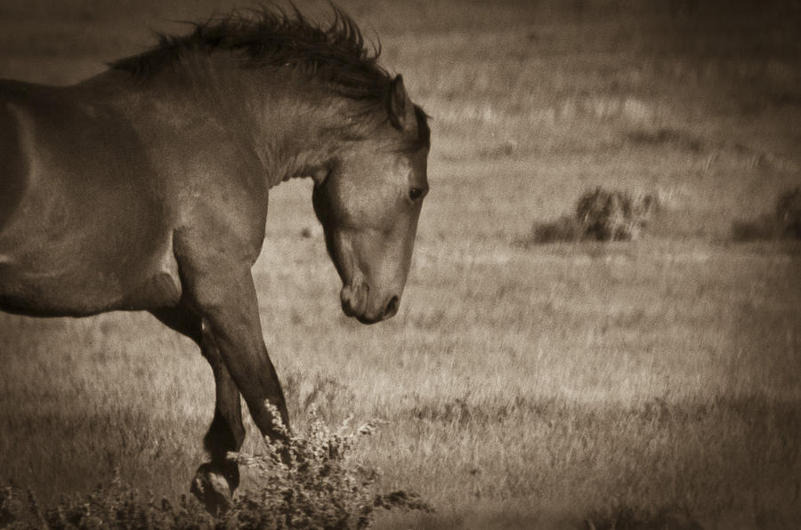 Wild Mustangs of New Mexico 31 Photograph by Catherine Sobredo