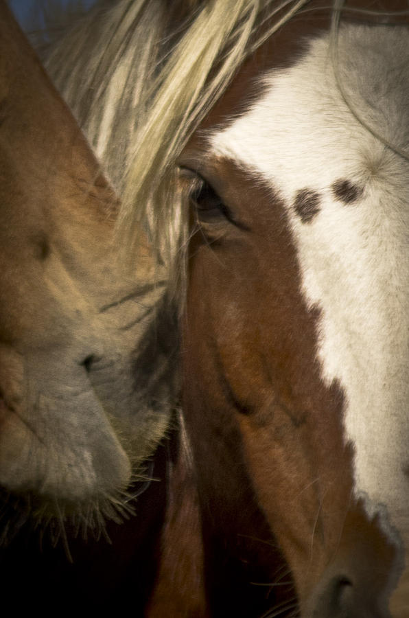 Wild Mustangs of New Mexico 32 Photograph by Catherine Sobredo