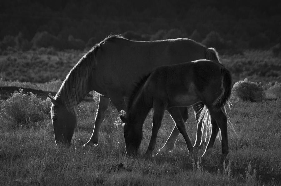 Wild Mustangs of New Mexico 7 Photograph by Catherine Sobredo