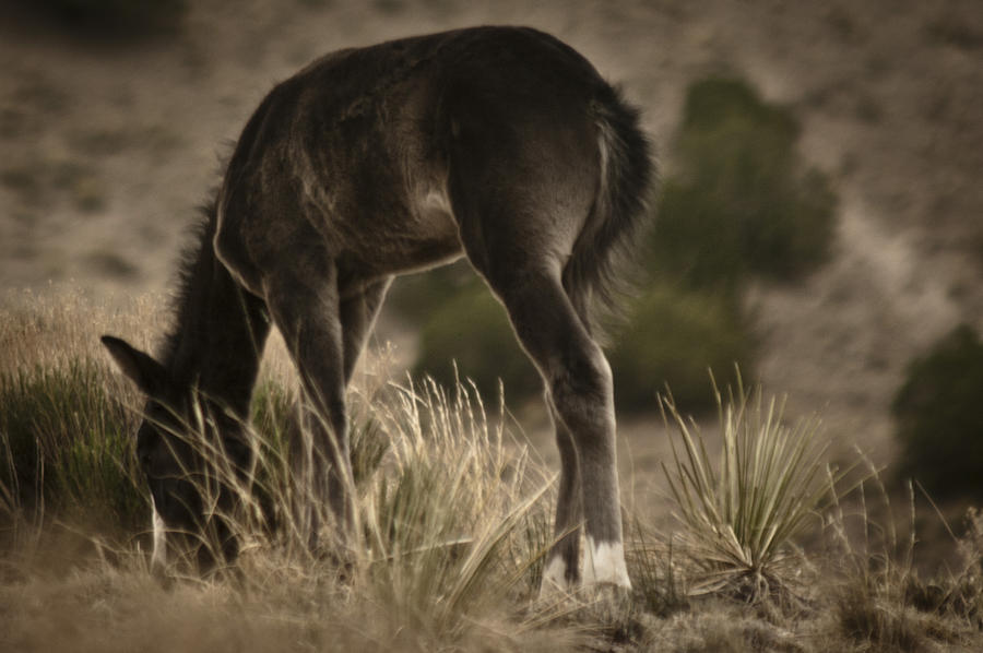 Wild Mustangs of New Mexico 8 Photograph by Catherine Sobredo