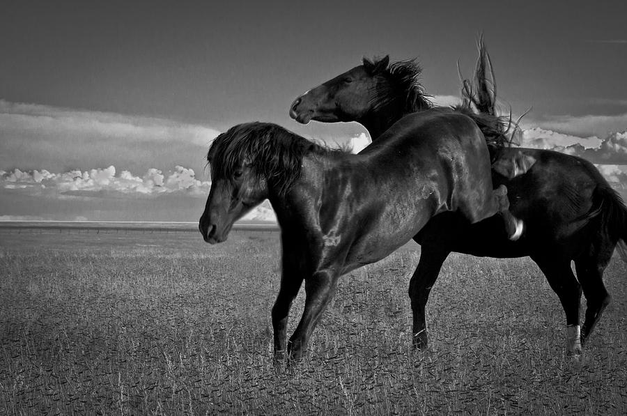 Wild Mustangs of New Mexico 9 Photograph by Catherine Sobredo