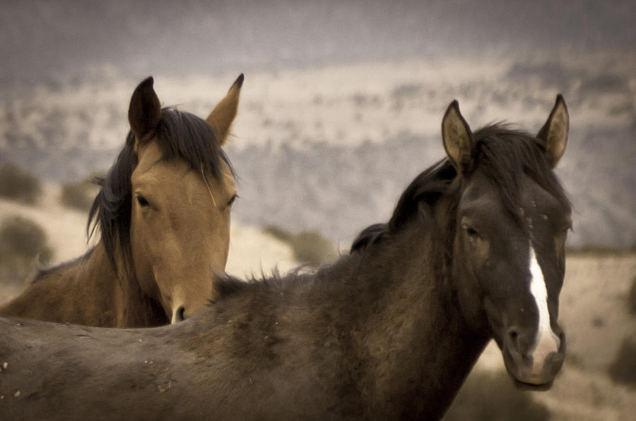 Wild Mustangs of New Mexico Photograph by Catherine Sobredo