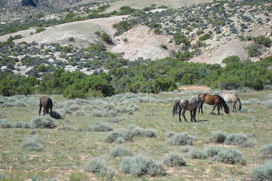 Wild Mustangs Photograph by Susan Woodward