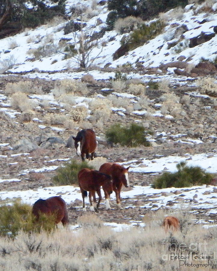 Horse Photograph - Wild Nevada Mustangs 2 by Bobbee Rickard