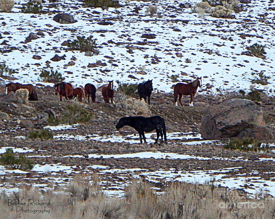 Horse Photograph - Wild Nevada Mustangs by Bobbee Rickard