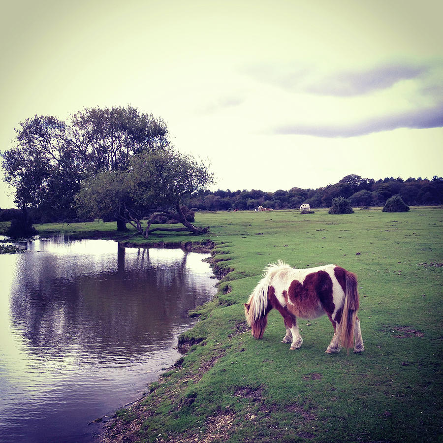 Wild New Forest Pony Eating Grass By Photograph by Projectb