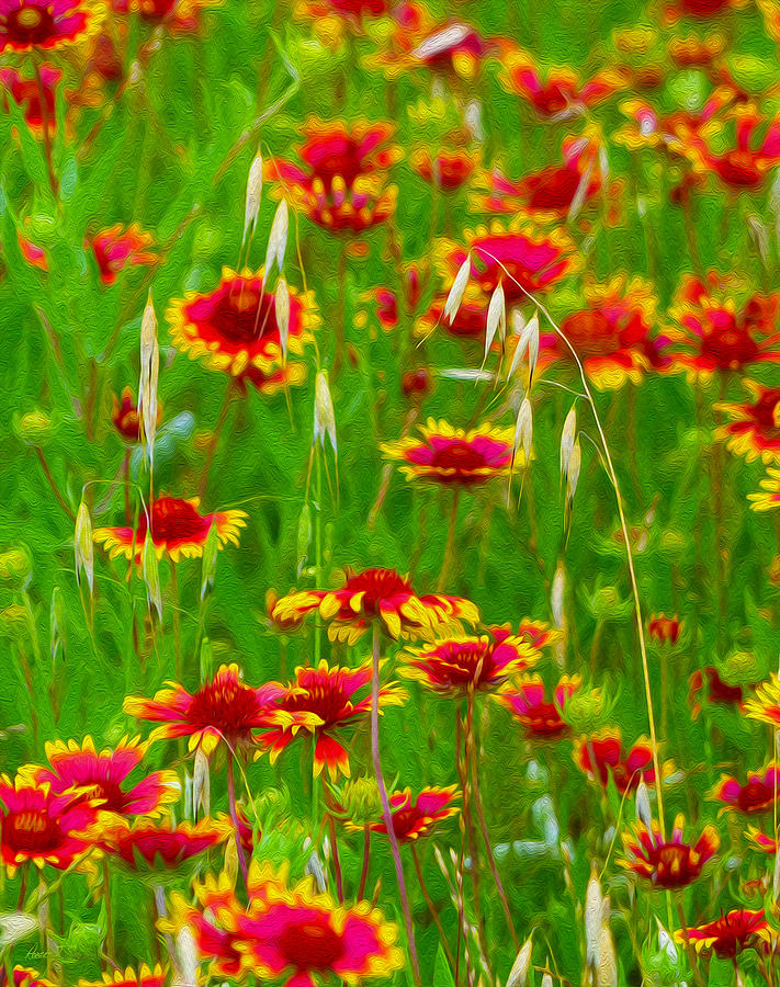 Wild Oats In A Field of Indian Paintbrush Photograph by Robert J Sadler