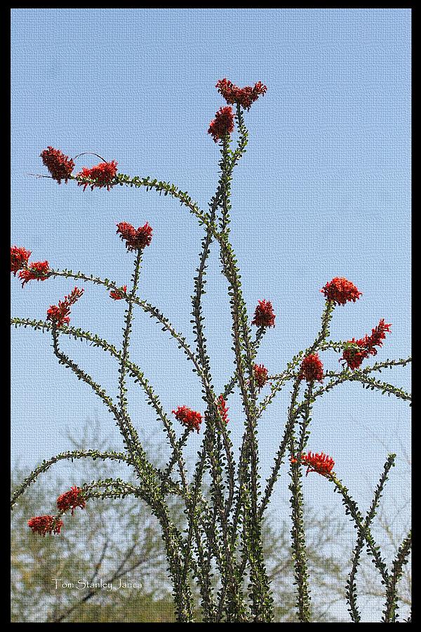 Wild Ocotillo In Bloom Photograph by Tom Janca