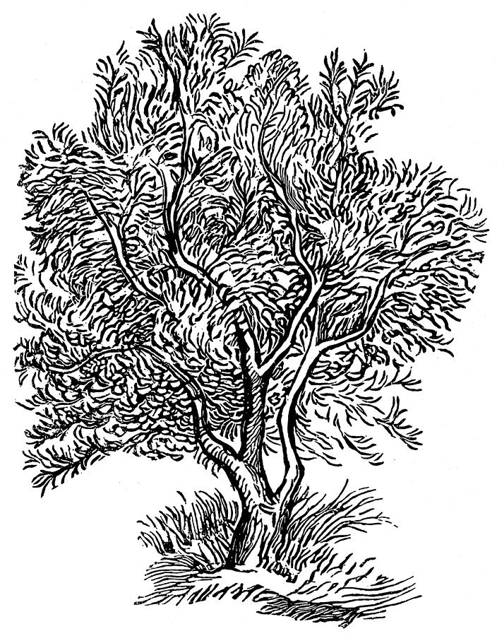 Wild Olive Tree Drawing by Granger