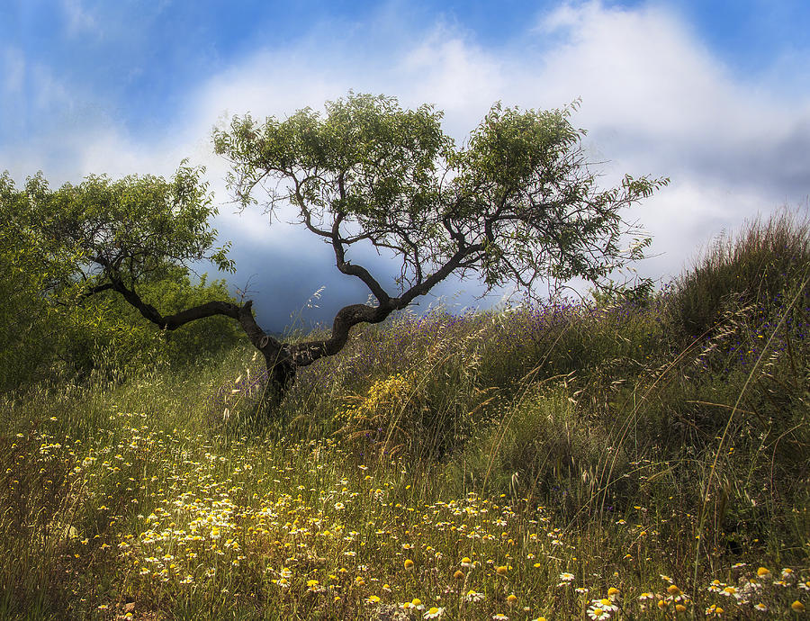 Wild Olive Tree Photograph by Maureen Fahey