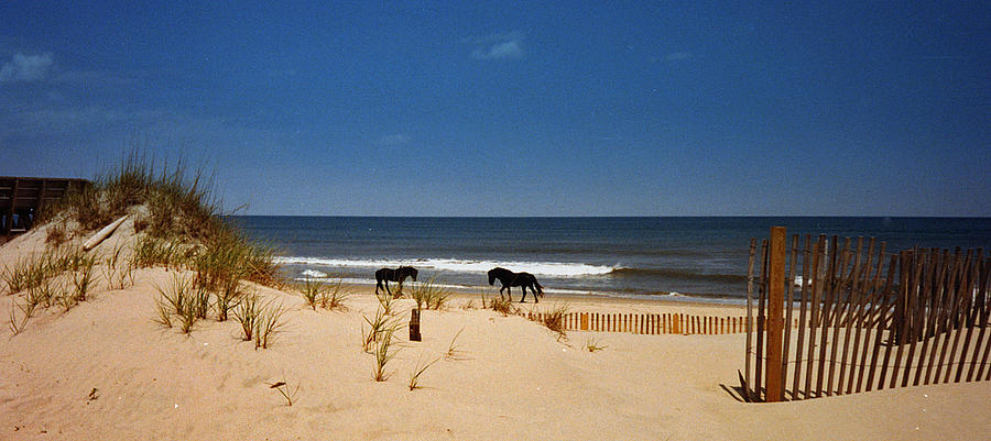 Wild On The Beach Photograph by John Harding