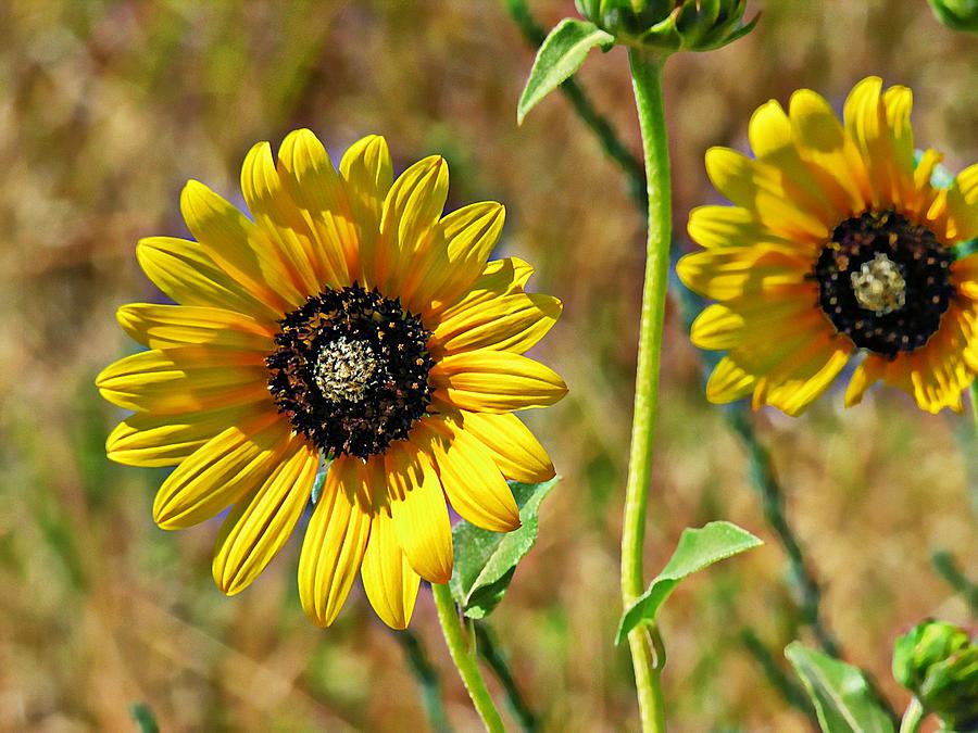 Sunflowers Photograph - Wild One by Adam Vance