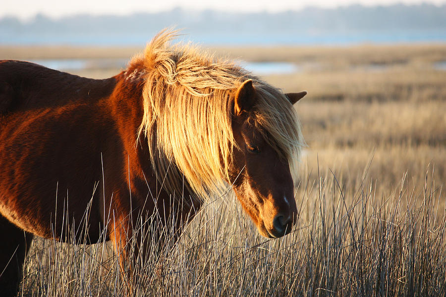 Wild One Photograph by Caitlin Hodges - Fine Art America