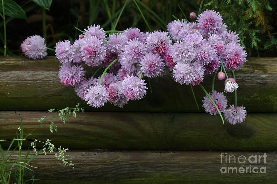 Still Life Photograph - Wild Onion Flowers by Luv Photography