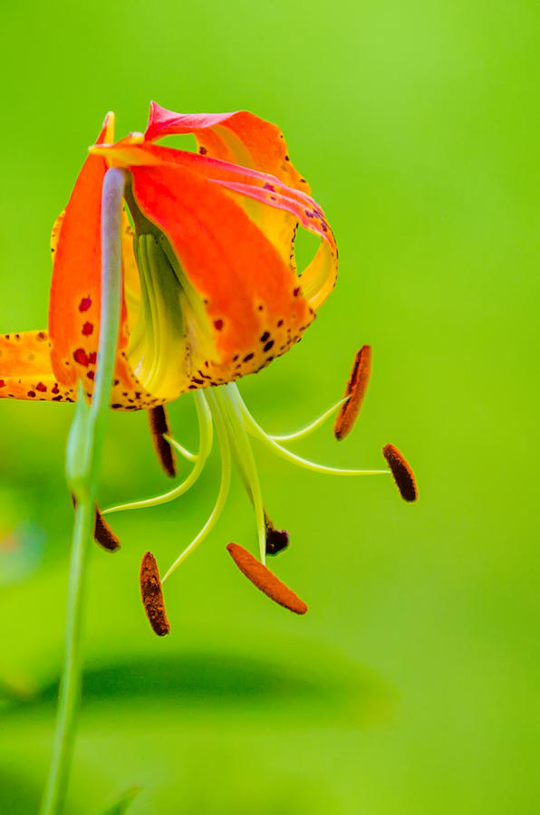 Wild Orange Lilies Photograph