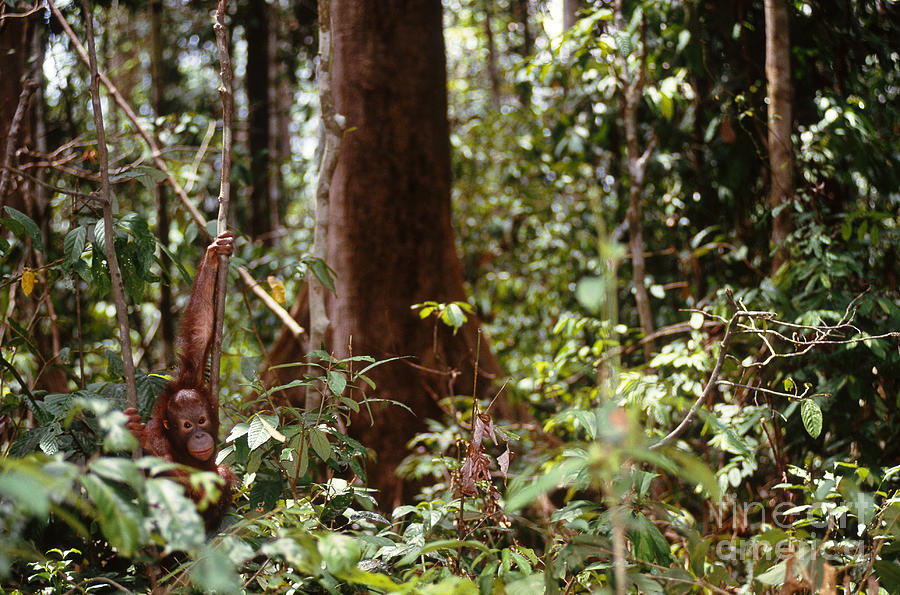 Orangutan Photograph - Wild Orangutan by Art Wolfe