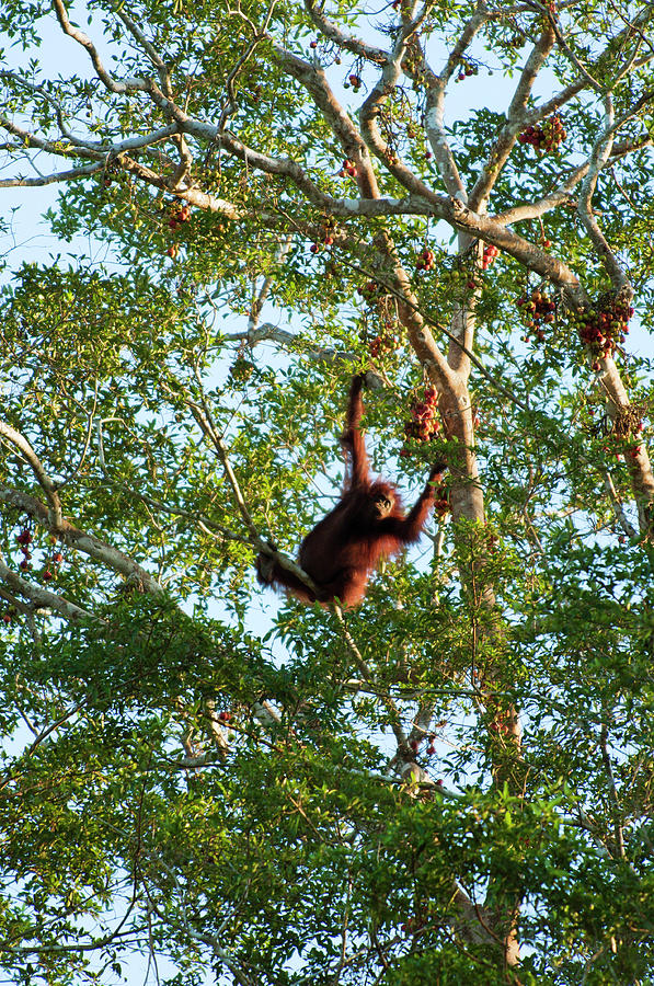Wild Orangutan Pongo Pymaeus Eating Photograph by Anders Blomqvist