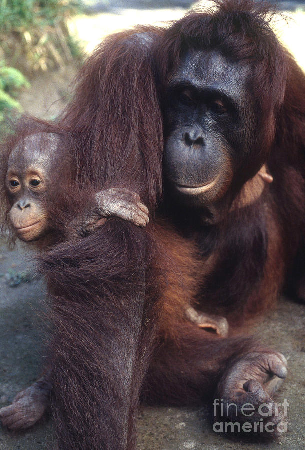 Wild Orangutan With Baby Photograph by Art Wolfe
