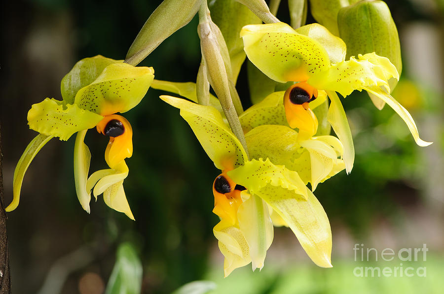 Wild orchid Photograph by Oscar Gutierrez
