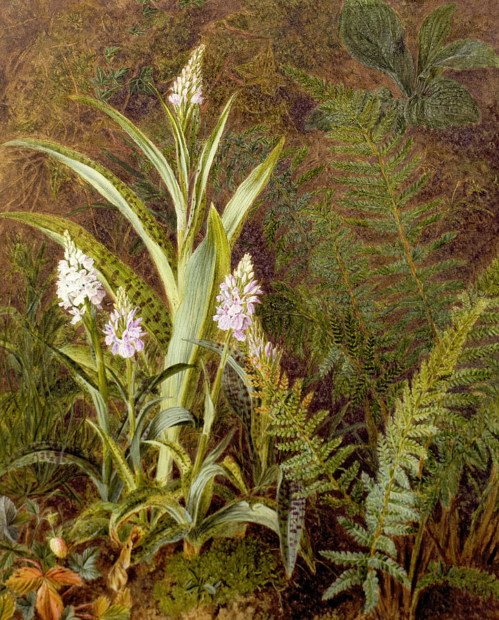 Wild Orchids Painting by Marian Emma Chase