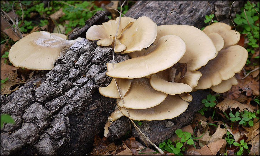 Wild Oyster Mushrooms Photograph by Robert Shinn