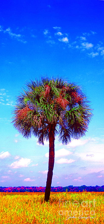 Wild Palm 1 Photograph by John Douglas